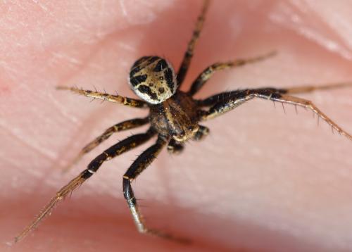 Xysticus sp.